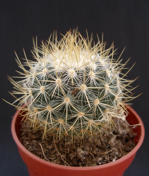 Mammillaria_rekoy.JPG