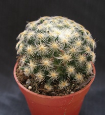 Mammillaria schiedeana