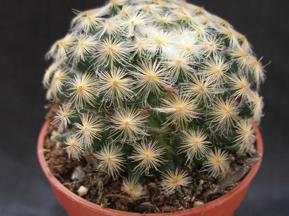 Mammillaria schiedeana
