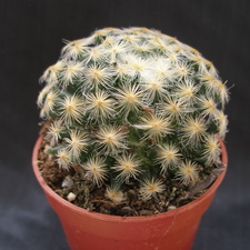 Mammillaria schiedeana