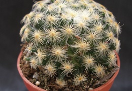 Mammillaria schiedeana