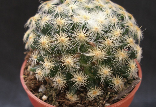 Mammillaria schiedeana