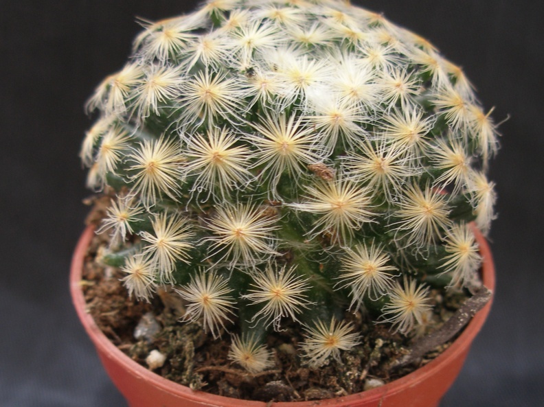 Mammillaria schiedeana