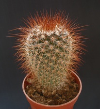Mammillaria spinosissima