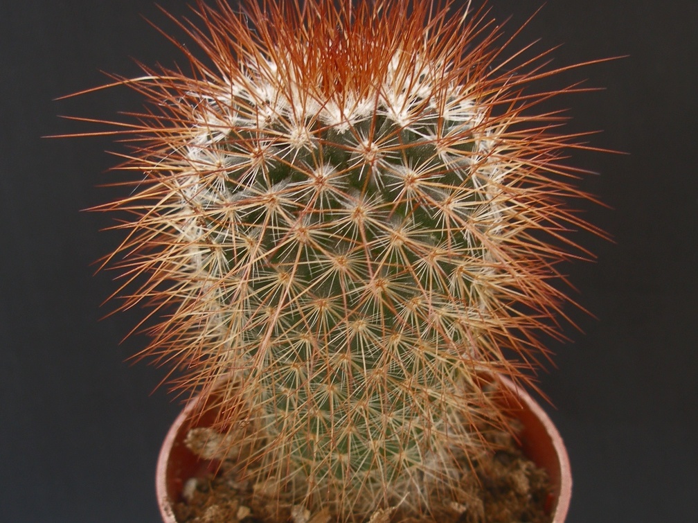 Mammillaria spinosissima