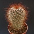 Mammillaria spinosissima