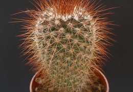 Mammillaria spinosissima