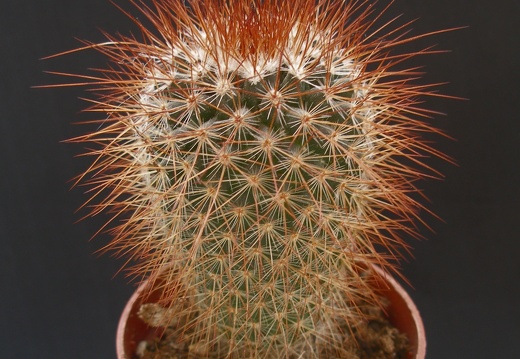 Mammillaria spinosissima