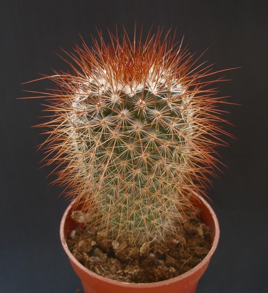 Mammillaria_spinosissima.JPG