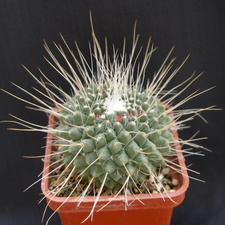Mammillaria spinosissima pico