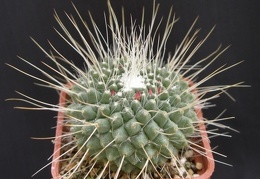 Mammillaria spinosissima pico