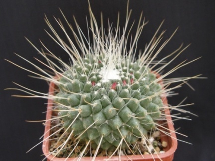 Mammillaria spinosissima pico