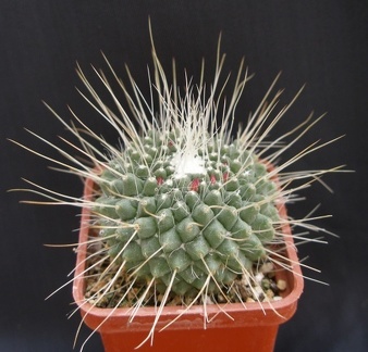 Mammillaria spinosissima pico