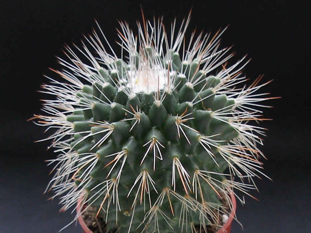 Mammillaria spinosissima pico1