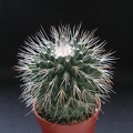 Mammillaria spinosissima pico1