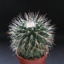 Mammillaria spinosissima pico1
