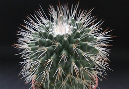 Mammillaria spinosissima pico1
