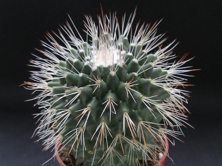 Mammillaria spinosissima pico1