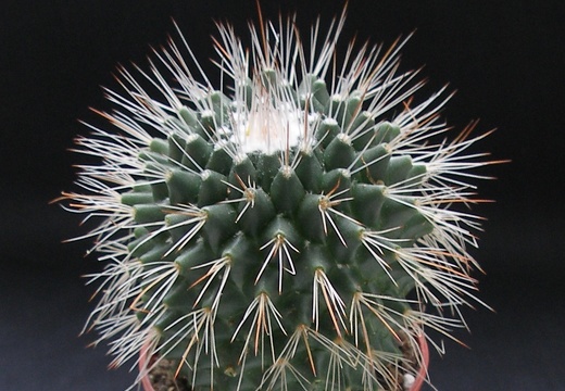Mammillaria spinosissima pico1