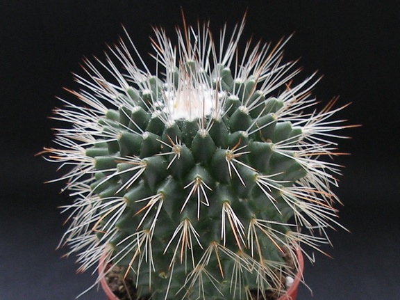 Mammillaria spinosissima pico1