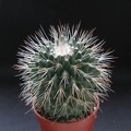 Mammillaria_spinosissima_pico1.JPG