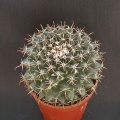 Mammillaria uncinata