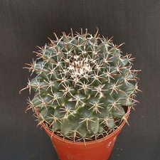 Mammillaria uncinata