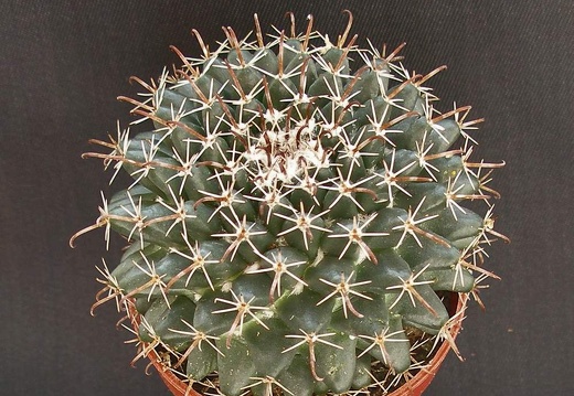 Mammillaria uncinata
