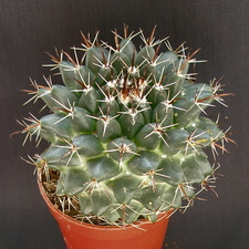 Mammillaria uncinata1