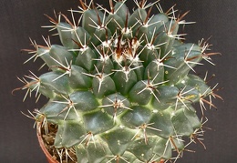 Mammillaria uncinata1