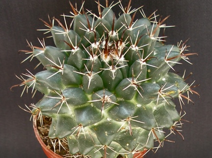 Mammillaria uncinata1
