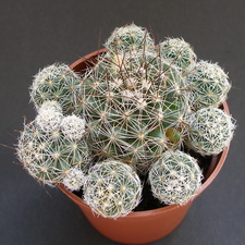 Mammillaria vetula ssp gracilis 