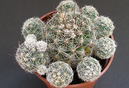 Mammillaria vetula ssp gracilis 