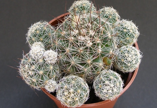 Mammillaria vetula ssp gracilis 