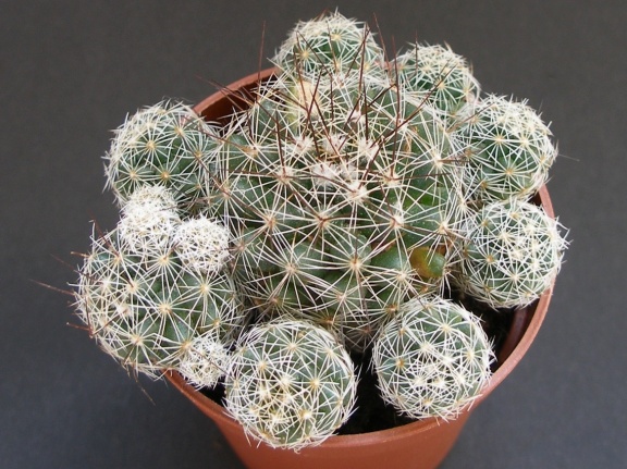 Mammillaria vetula ssp gracilis 