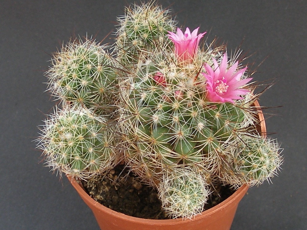 Mammillaria vetula ssp gracilis cv fl  purpurea 