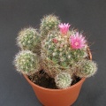 Mammillaria vetula ssp gracilis cv fl  purpurea 