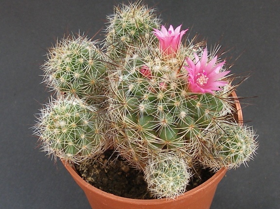 Mammillaria vetula ssp gracilis cv fl  purpurea 