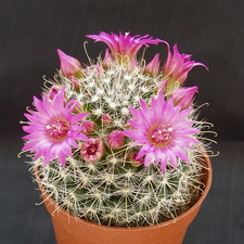 Mammillaria zeilmanniana