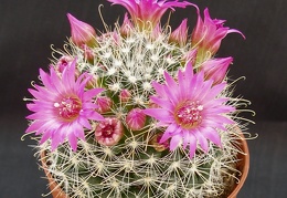 Mammillaria zeilmanniana