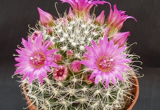 Mammillaria zeilmanniana