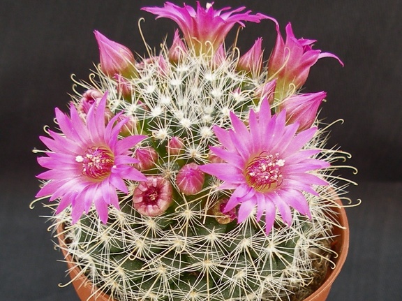 Mammillaria zeilmanniana