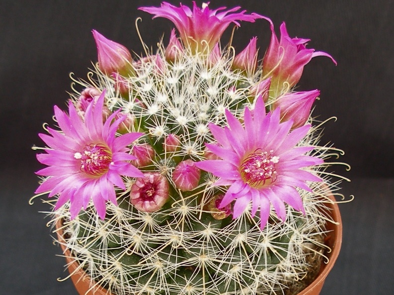 Mammillaria zeilmanniana