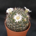 Mammillaria zeilmanniana v albiflora