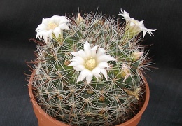 Mammillaria zeilmanniana v albiflora