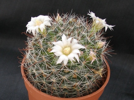 Mammillaria zeilmanniana v albiflora