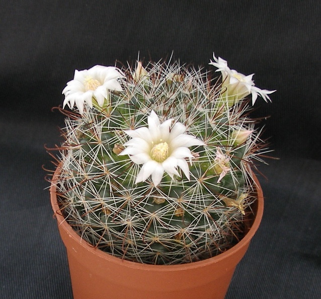 Mammillaria_zeilmanniana_v_albiflora.JPG