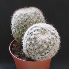 Mammilloydia candida 