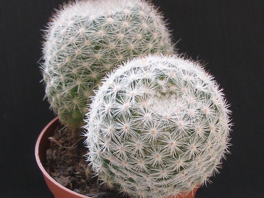 Mammilloydia candida 