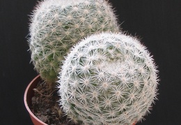Mammilloydia candida 